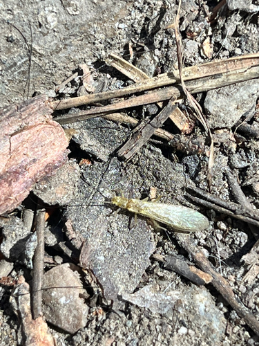 iNaturalist observation photo of Sweltsa