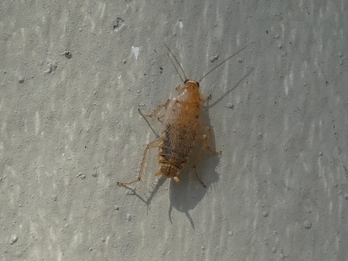 Variable Cockroach, Zwolle, Nederland, photo 9 of 10