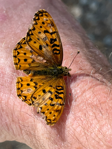 iNaturalist observation photo of Mormon Fritillary