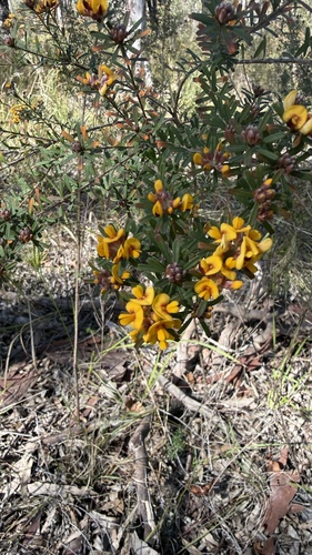 Pultenaea retusa, photograph 3