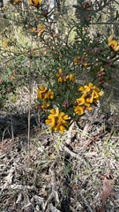 Pultenaea retusa, photograph (c) Brendan McIntyre, some rights reserved (CC BY)