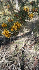 Pultenaea retusa, photograph (c) Brendan McIntyre, some rights reserved (CC BY)