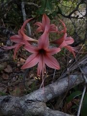 Hippeastrum stylosum