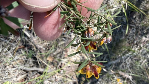 Pultenaea retusa, photograph 5