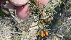 Pultenaea retusa, photograph (c) Brendan McIntyre, some rights reserved (CC BY)