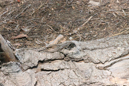 iNaturalist observation photo of Common Sagebrush Lizard