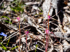 Caladenia versicolor
