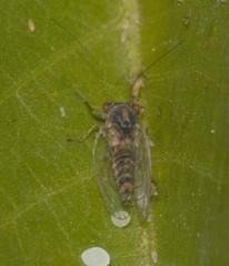 Platycorypha