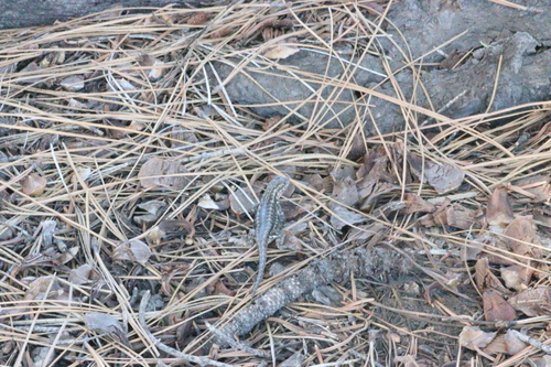 iNaturalist observation photo of Common Sagebrush Lizard