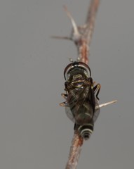 Dioprosopa clavata