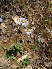 Erigeron pulchellus