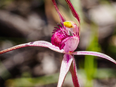 Caladenia versicolor