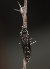 Dioprosopa clavata
