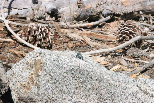 iNaturalist observation photo of Western Fence Lizard