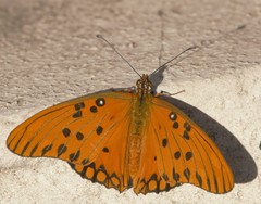 Dione vanillae