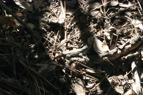 iNaturalist observation photo of Common Sagebrush Lizard