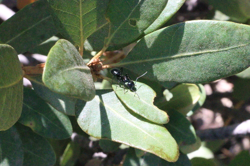 iNaturalist observation photo of Carpenter Ants, Typical Sugar Ants and Allies