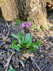 Primula fassettii