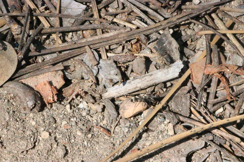 iNaturalist observation photo of fusca-group Field Ants and Allies