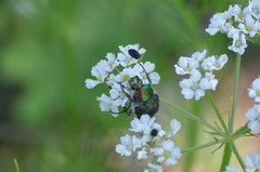 Trichiotinus lunulatus