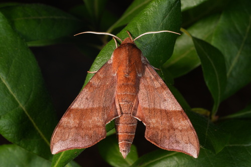 Azalea Sphinx photo 6