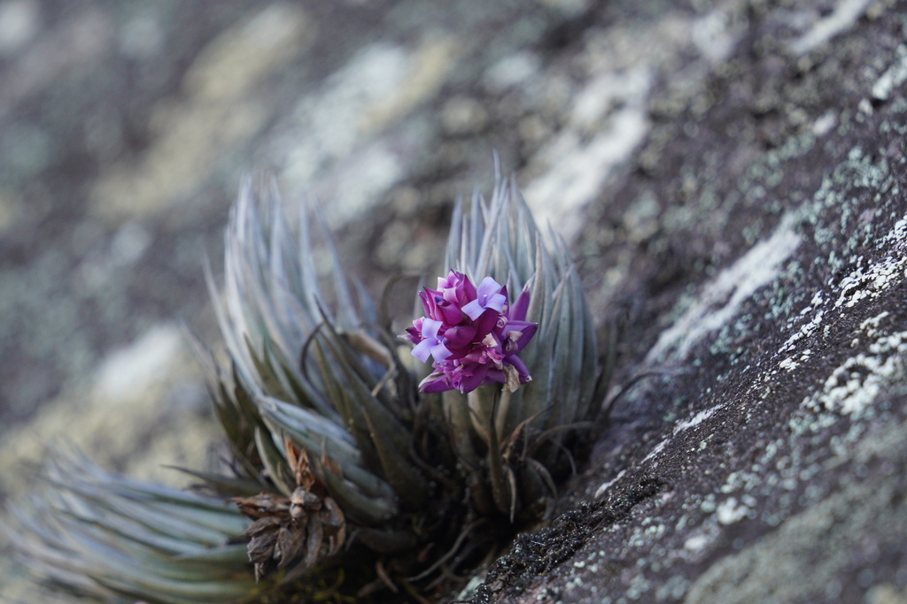 Tillandsia carminea