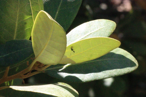 iNaturalist observation photo of Ants, Bees, Wasps, and Sawflies