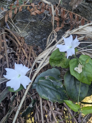 Thunbergia fragrans, photograph 1