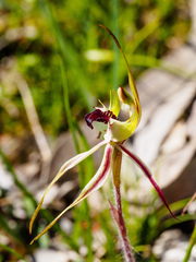Caladenia villosissima