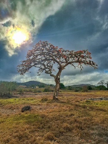 Erythrina velutina, photograph 3
