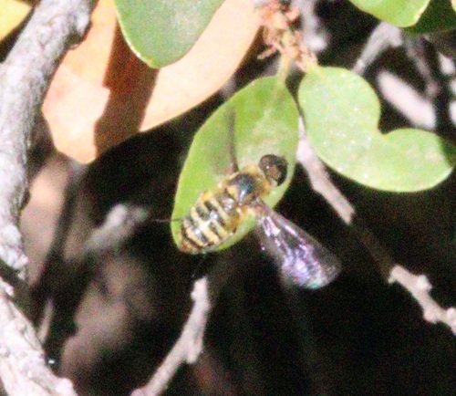 iNaturalist observation photo of Villa