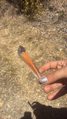 Northern Flicker seen in Sonoma Valley