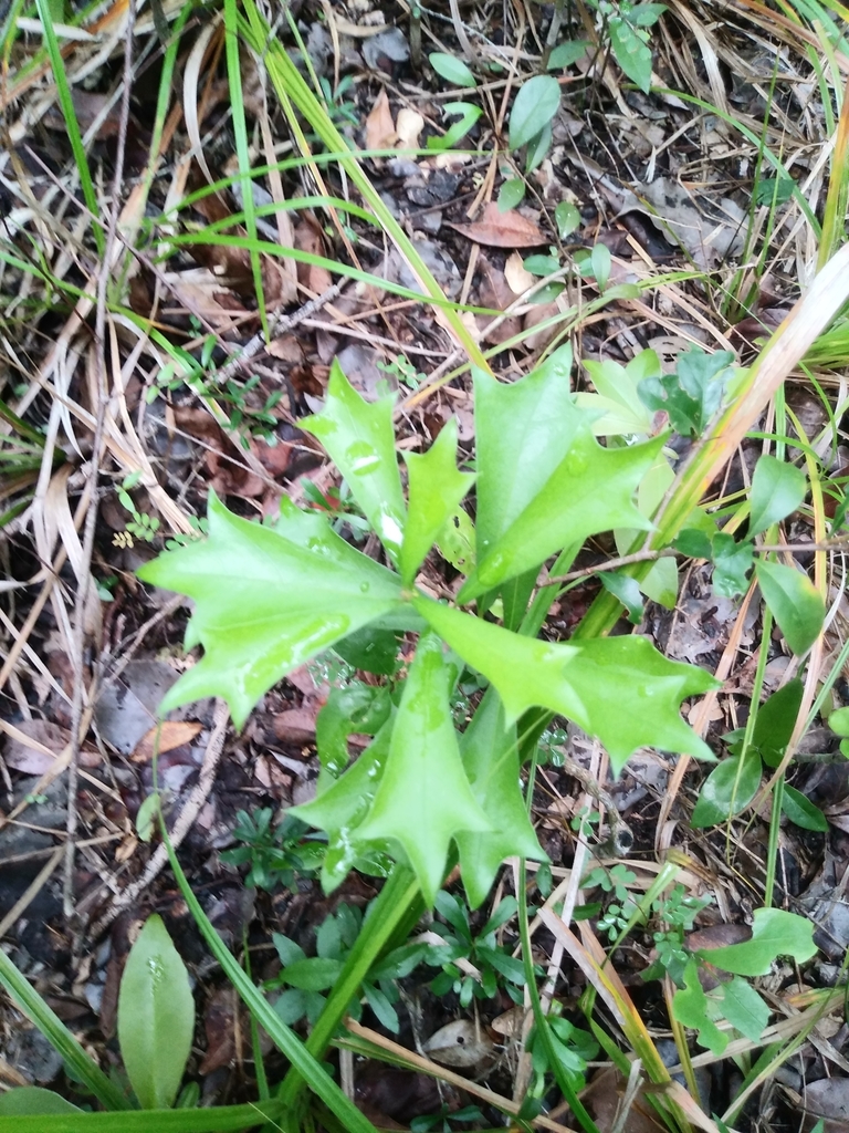 Hyperbaena winzerlingii
