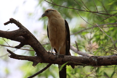 Daptrius chimachima