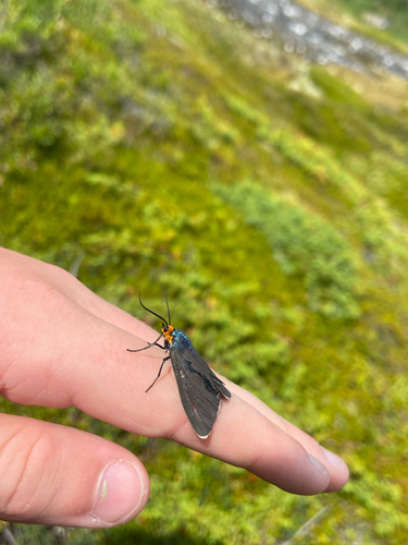Virginia Ctenucha Moth