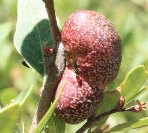iNaturalist observation photo of Ants, Bees, Wasps, and Sawflies