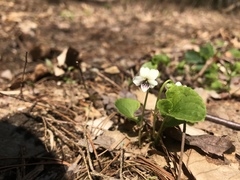 Viola renifolia