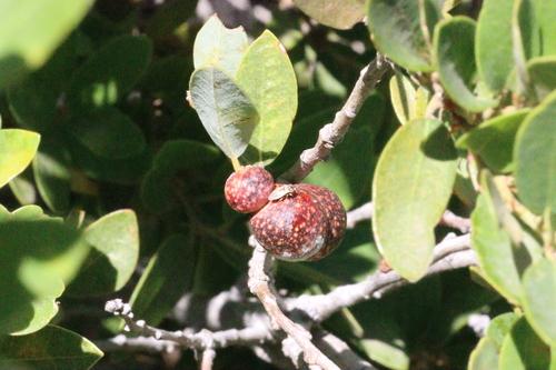 iNaturalist observation photo of Big-eyed Bugs