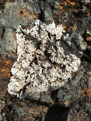 Physcia tribacia