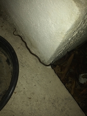 Coniophanes schmidti