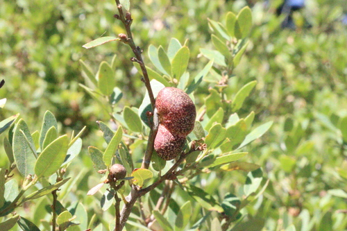 iNaturalist observation photo of Oak Gall Wasps