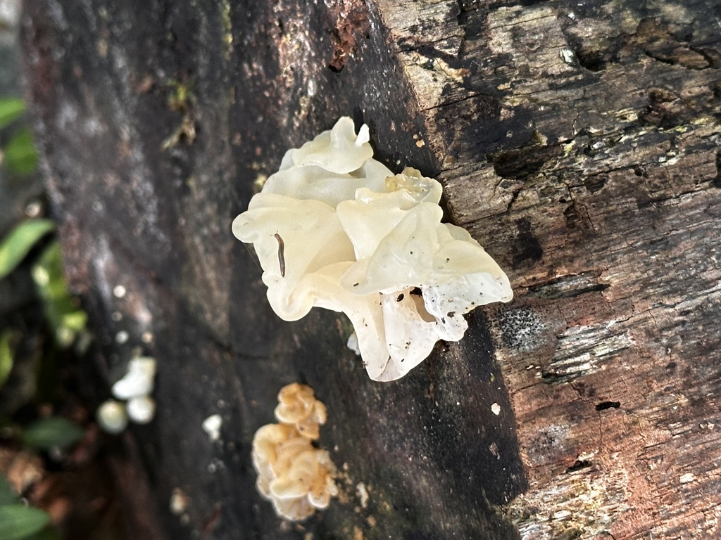 white jelly fungus · August 2026 · photo: Photo: (c) gwt2102, some rights reserved (CC BY) · iNaturalist