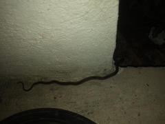 Coniophanes schmidti