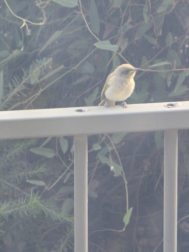Brown Honeyeater