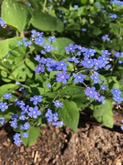 Brunnera