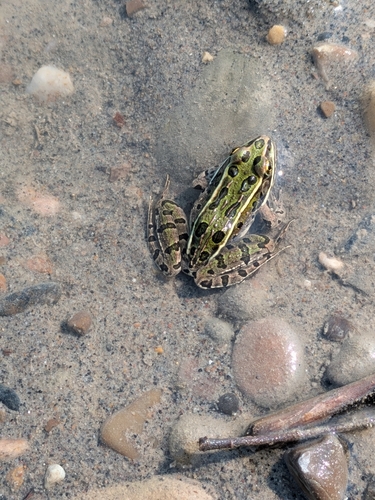 Northern Leopard Frog