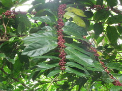 Casearia sylvestris