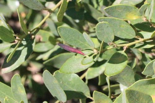 iNaturalist observation photo of Insects