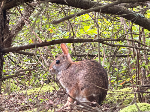 Appalachian Cottontail observed by ariella_malfaro
