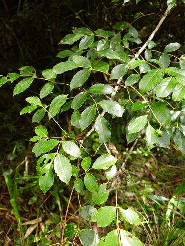 Turpinia occidentalis